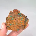 specimen video