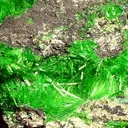 Cuprosklodowskite - image 2