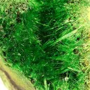 Cuprosklodowskite - image 2