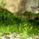 Cuprosklodowskite - image 2