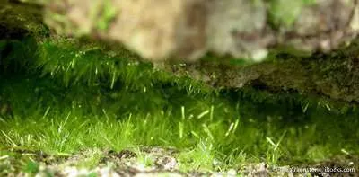 Cuprosklodowskite - image 2