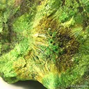 Cuprosklodowskite Altering to Uranophane - image 2