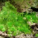 Cuprosklodowskite - image 1