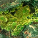 Cuprosklodowskite With Guilleminite - image 2
