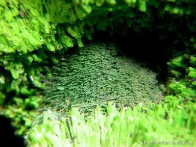 Cuprosklodowskite With Malachite - image 2