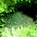Cuprosklodowskite With Malachite - image 2