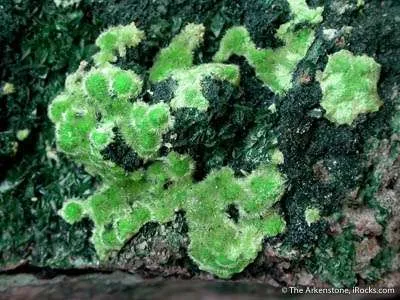 Cuprosklodowskite With Sklodowskite And Vandenbrandeite on Torbernite image