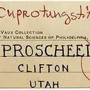 Cuprotungstite Xls on Scheelite - image 3