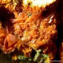 Curite And Kasolite on Metatorbernite - image 2