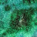 Cyanotrichite - image 5