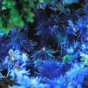 Cyanotrichite - image 6