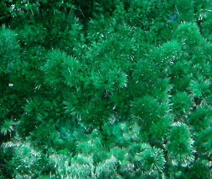 Cyanotrichite, Brochantite, Malachite, Chalcoalumite - image 3