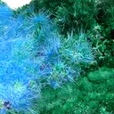 Cyanotrichite, Brochantite, Malachite, Chalcoalumite - image 2