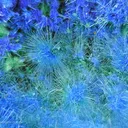 Cyanotrichite - image 3