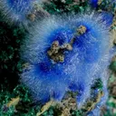 Cyanotrichite with Brochantite - image 5