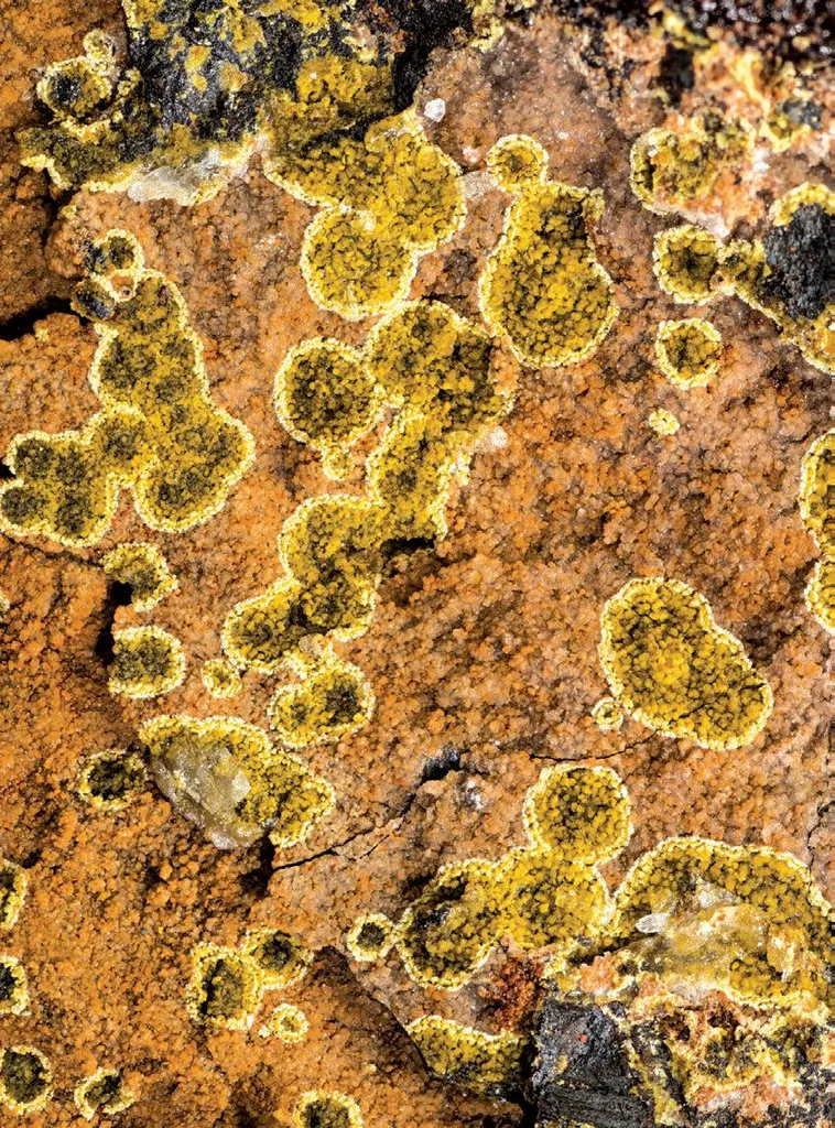 cyrilovite, Fluorapatite image