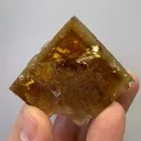 specimen video