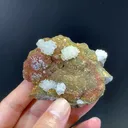 specimen video
