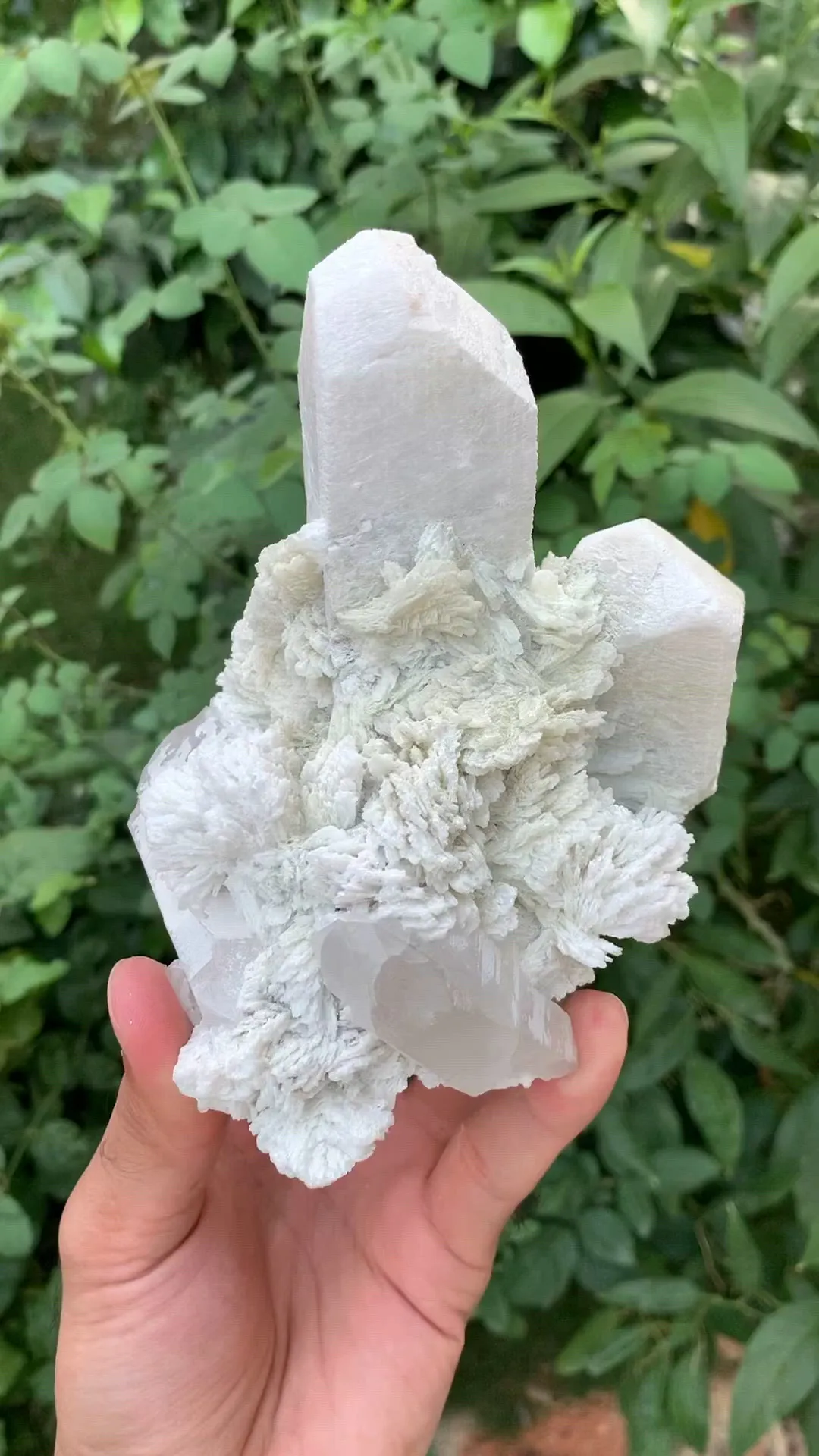 specimen video