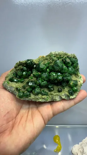 specimen video