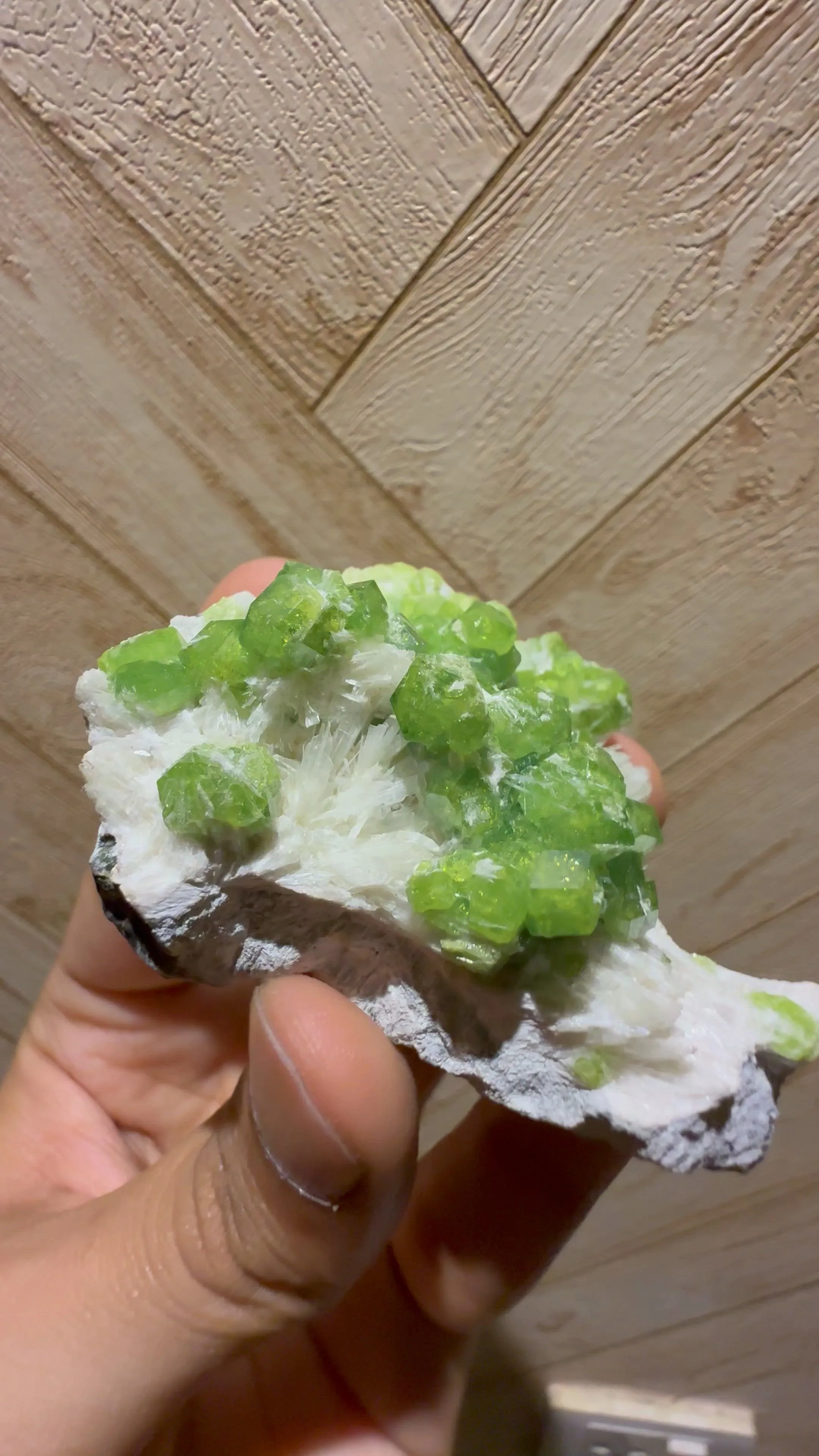 specimen video