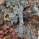 Descloizite - image 2