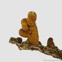 Descloizite - image 4