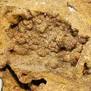 Descloizite (Var: Cuprian Descloizite) - image 2