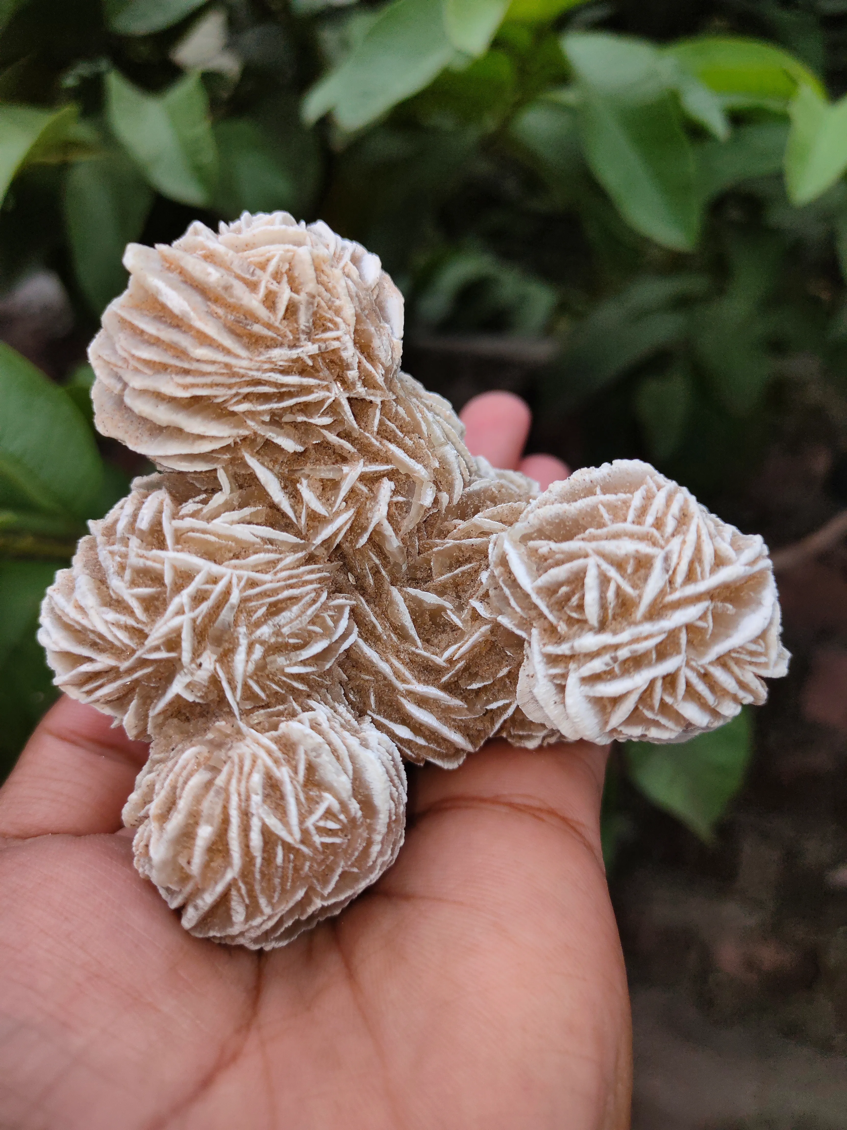 Desert Rose Selenite Specimen 🏜️🏝️ - image 6