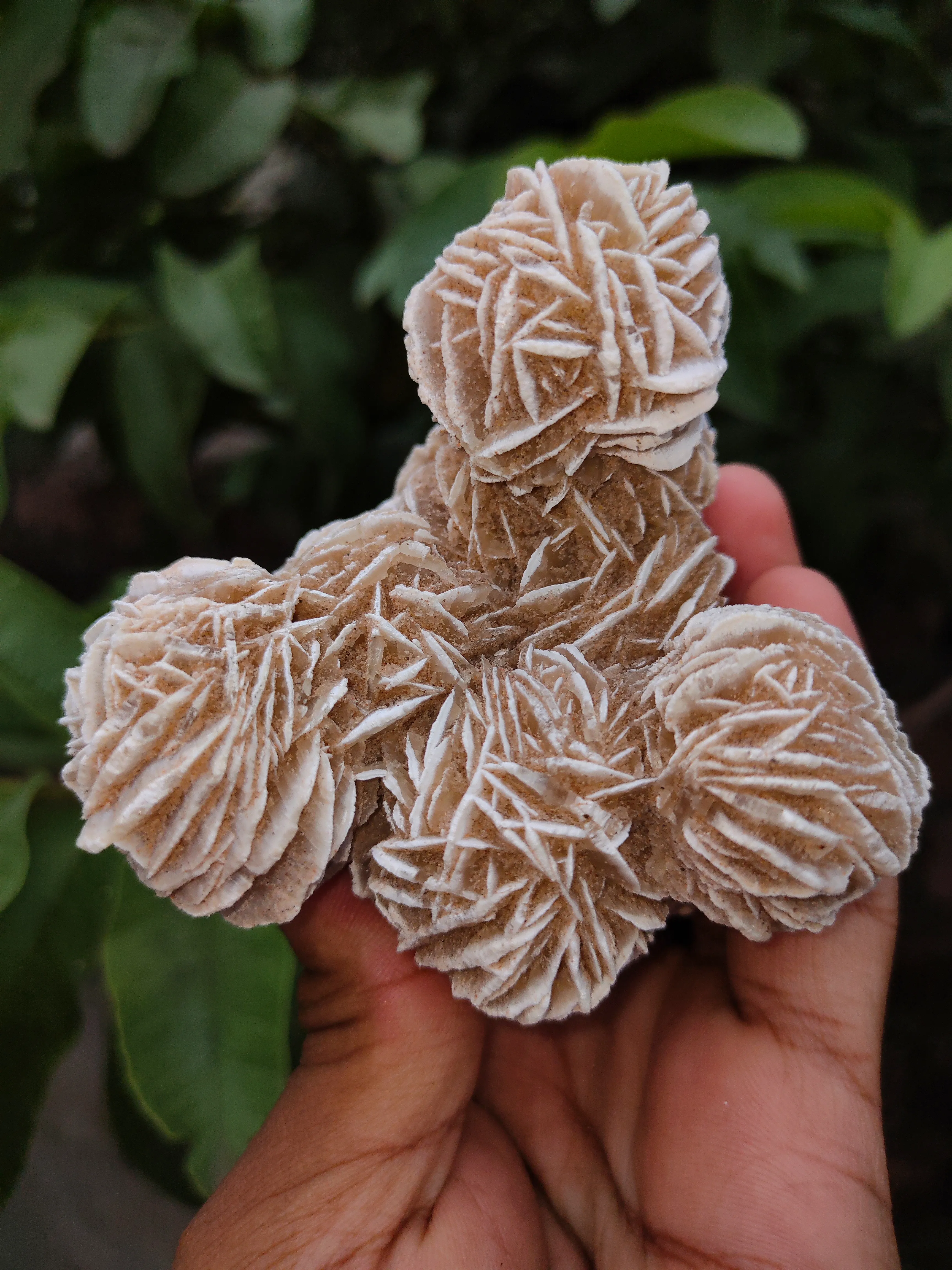Desert Rose Selenite Specimen 🏜️🏝️ - image 5