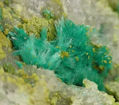 Devilline - image 2