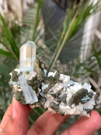 specimen video