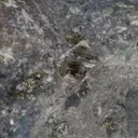Diamond in Kimberlite - image 5