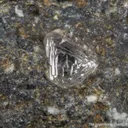 Diamond in Kimberlite - image 1