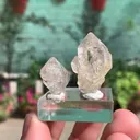 specimen video