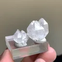 specimen video