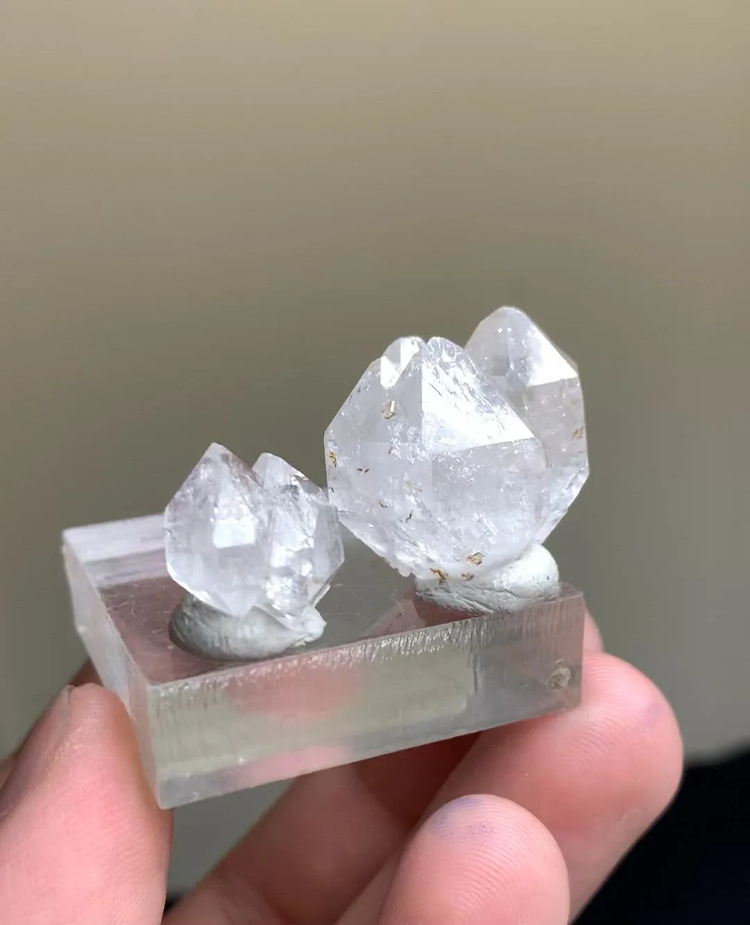 specimen video