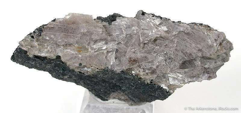 Diaspore image