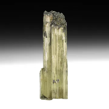 Diaspore from Milâs District, Muğla Province, Türkiye