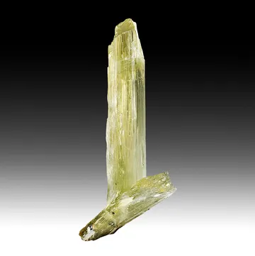 Diaspore from Milâs District, Muğla Province, Türkiye