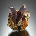 Diaspore from Türkiye, Muğla Province - image 1