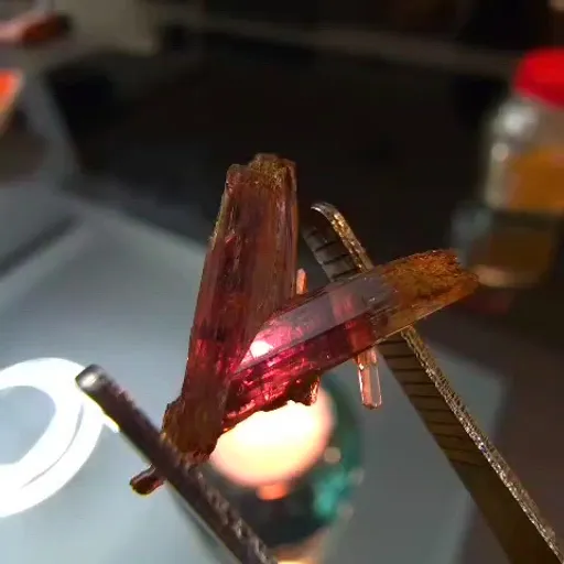 specimen video