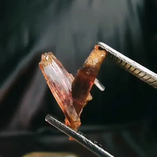 specimen video