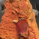 specimen video