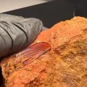 Diaspore from Turkey, Mugla Province, Milâs District - image 3