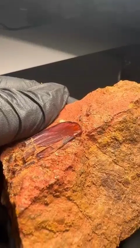 Diaspore from Turkey, Mugla Province, Milâs District - image 3