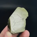 specimen video