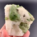 specimen video