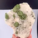 specimen video