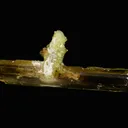 Diopside with Vesuvianite - image 3